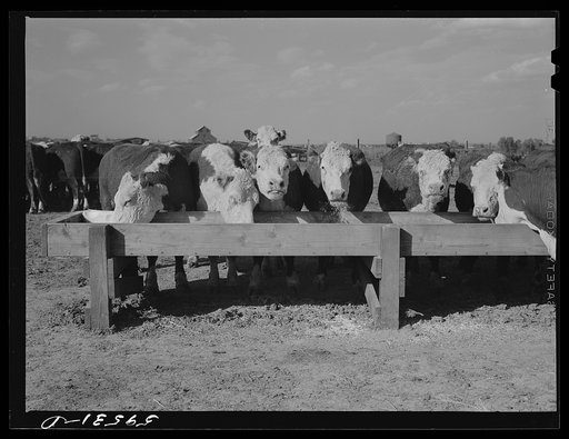 Untitled photo, possibly related to: Fattening Hereford feeder cattle, Lincoln, Nebraska