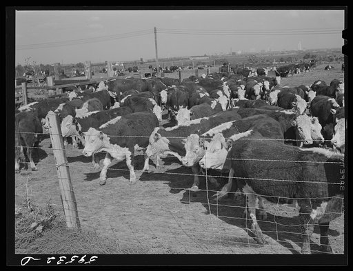 Untitled photo, possibly related to: Fattening Hereford feeder cattle. Lincoln, Nebraska