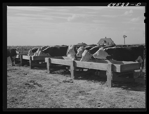Fattening Hereford feeder cattle. Lincoln, Nebraska