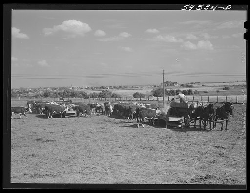 Fattening Hereford feeder cattle. Lincoln, Nebraska