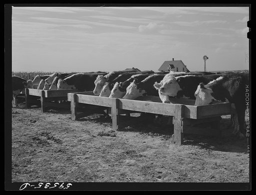 Fattening Hereford feeder cattle. Lincoln, Nebraska