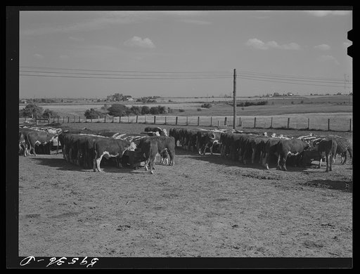 Untitled photo, possibly related to: Fattening Hereford feeder cattle. Lincoln, Nebraska