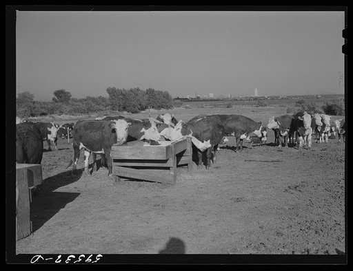Untitled photo, possibly related to: Fattening Hereford feeder cattle. Lincoln, Nebraska