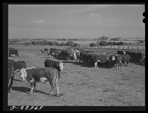 Untitled photo, possibly related to: Fattening Hereford feeder cattle. Lincoln, Nebraska