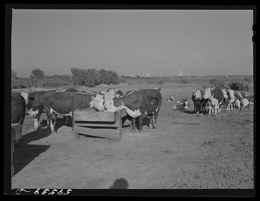 Untitled photo, possibly related to: Fattening Hereford feeder cattle. Lincoln, Nebraska