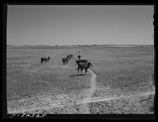 Untitled photo, possibly related to: Cattle path across grazing land to water hole by windmill. In the Sandhills, between Mitchell and Alliance, Nebraska