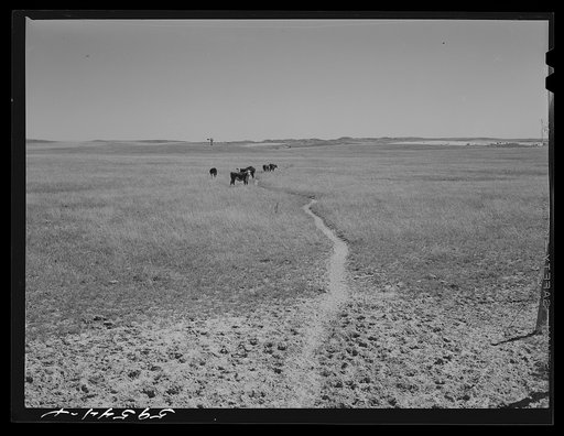 Untitled photo, possibly related to: Cattle path across grazing land to water hole by windmill. In the Sandhills, between Mitchell and Alliance, Nebraska