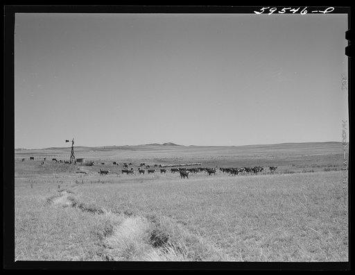 Untitled photo, possibly related to: Hereford cattle around windmill and water hole on the grazing land between Mitchell and Alliance in the Sandhills of Nebraska