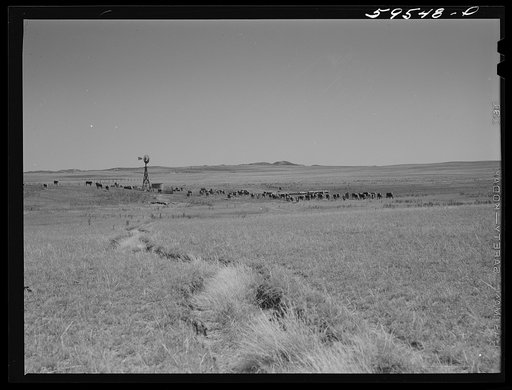 Untitled photo, possibly related to: Hereford cattle around windmill and water hole on the grazing land between Mitchell and Alliance in the Sandhills of Nebraska