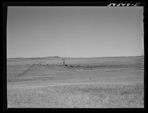 Untitled photo, possibly related to: Hereford cattle around windmill and water hole on the grazing land between Mitchell and Alliance in the Sandhills of Nebraska