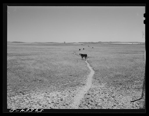 Cattle path across grazing land to water hole by windmill. In the Sandhills, between Mitchell and Alliance, Nebraska