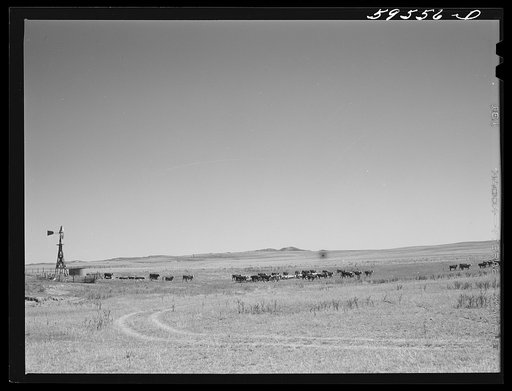 Untitled photo, possibly related to: Hereford cattle around windmill and water hole on the grazing land between Mitchell and Alliance in the Sandhills of Nebraska