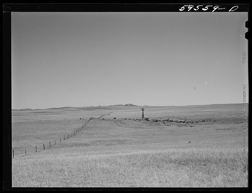 Untitled photo, possibly related to: Hereford cattle around windmill and water hole on the grazing land between Mitchell and Alliance in the Sandhills of Nebraska