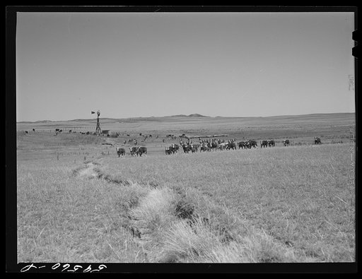 Hereford cattle around windmill and water hole on the grazing land between Mitchell and Alliance in the Sandhills of Nebraska