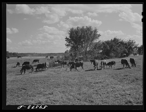 Stock cattle herd consisting of forty-six head of Hereford cows and spring calves at Two Rivers Non-Stock Cooperative, a FSA (Farm Security Administration) co-op. Waterloo, Nebraska