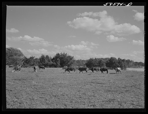 Untitled photo, possibly related to: Stock cattle herd consisting of forty-six head of Hereford cows and spring calves at Two Rivers Non-Stock Cooperative, a FSA (Farm Security Administration) co-op. Waterloo, Nebraska