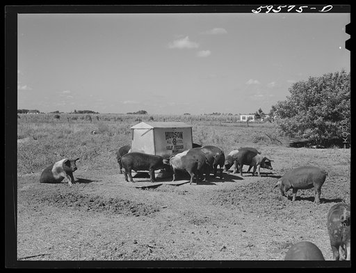 Untitled photo, possibly related to: Purebred Hampshires feeding at the FSA (Farm Security Administration) Two Rivers Non-Stock Cooperative. There are 181 head of hogs averaging 160 pounds. There are also forty sows and 219 suckling pigs