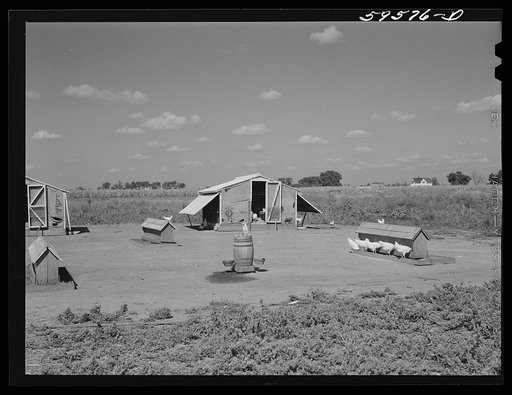 Poultry houses and barn on Two Rivers Non-Stock Cooperative, a FSA (Farm Security Administration) co-op. Waterloo, Nebraska