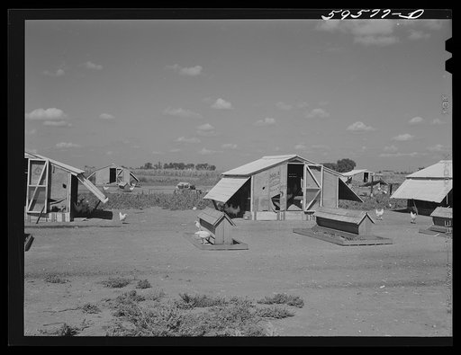 Untitled photo, possibly related to: Poultry houses and barn on Two Rivers Non-Stock Cooperative, a FSA (Farm Security Administration) co-op. Waterloo, Nebraska