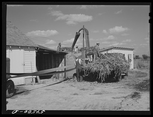Members of the co-op filling a member's silo with corn. Two River Non-Stock Cooperative, FSA (Farm Security Administration) co-op. Waterloo, Nebraska