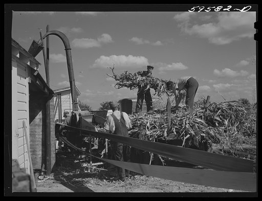 Untitled photo, possibly related to: Members of the co-op filling a member's silo with corn. Two Rivers Non-Stock Cooperative, FSA (Farm Security Administration) co-op. Waterloo, Nebraska