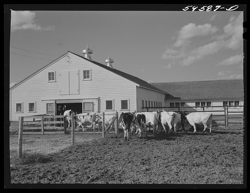 Cows entering the barn to be milked. Two River Non-Stock Cooperative, FSA (Farm Security Administration) co-op, Waterloo, Nebraska. The dairy herd numbers sixty-seven, all papered Holstein stock, forty-six head is now being milked; all the whole milk is being marketed in Omaha through the Nebraska-I