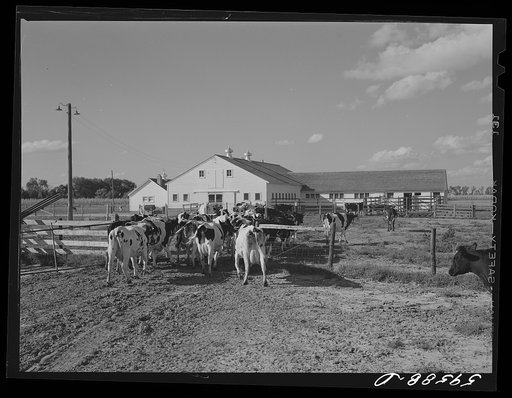 Cows entering the barn to be milked. Two River Non-Stock Cooperative, FSA (Farm Security Administration) co-op, Waterloo, Nebraska. The dairy herd numbers sixty-seven, all papered Holstein stock, forty-six head is now being milked; all the whole milk is being marketed in Omaha through the Nebraska-I