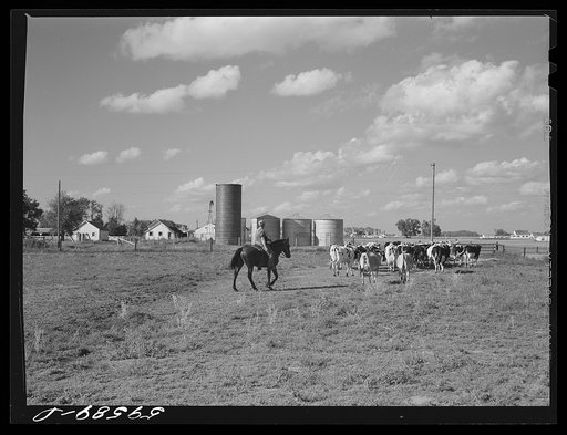 Cows entering the barn to be milked. Two River Non-Stock Cooperative, FSA (Farm Security Administration) co-op, Waterloo, Nebraska. The dairy herd numbers sixty-seven, all papered Holstein stock, forty-six head is now being milked; all the whole milk is being marketed in Omaha through the Nebraska-I