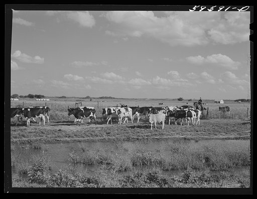 Cows by the windmill and waterhole being driven to the barn to be milked. Two River Non-Stock Cooperative, a FSA (Farm Security Administration) co-op at Waterloo, Nebraska (see 59454-D)