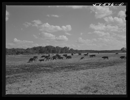 Untitled photo, possibly related to: Herd of stock cattle consisting of forty-six head of Hereford cows and spring calves at the FSA (Farm Security Administration) Two Rivers Non-Stock Cooperative