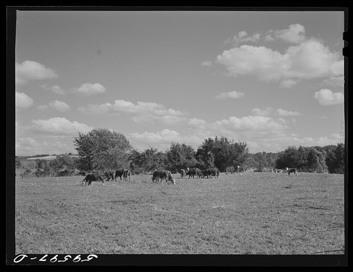 Untitled photo, possibly related to: Herd of stock cattle consisting of forty-six head of Hereford cows and spring calves at the FSA (Farm Security Administration) Two Rivers Non-Stock Cooperative