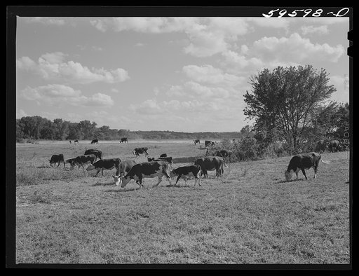 Herd of stock cattle consisting of forty-six head of Hereford cows and spring calves at the FSA (Farm Security Administration) Two Rivers Non-Stock Cooperative