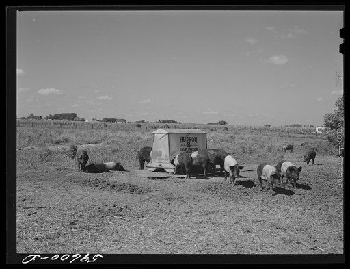 Untitled photo, possibly related to: Purebred Hampshires feeding at the FSA (Farm Security Administration) Two Rivers Non-Stock Cooperative. There are 181 head of hogs averaging 160 pounds. There are also forty sows and 219 suckling pigs
