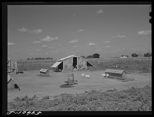 Untitled photo, possibly related to: Poultry houses and barn on Two Rivers Non-Stock Cooperative, a FSA (Farm Security Administration) co-op. Waterloo, Nebraska