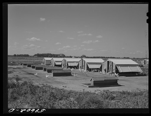 Poultry houses at Two Rivers Non-Stock Cooperative, a FSA (Farm Security Administration) co-op. Waterloo, Nebraska