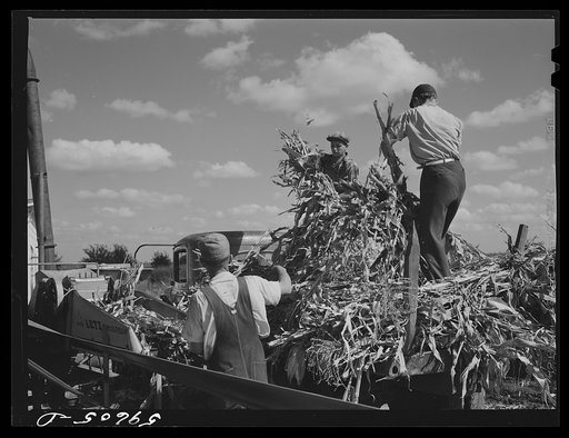 Members of the co-op filling a member's silo with corn. Two Rivers Non-Stock Cooperative, FSA (Farm Security Administration) co-op. Waterloo, Nebraska