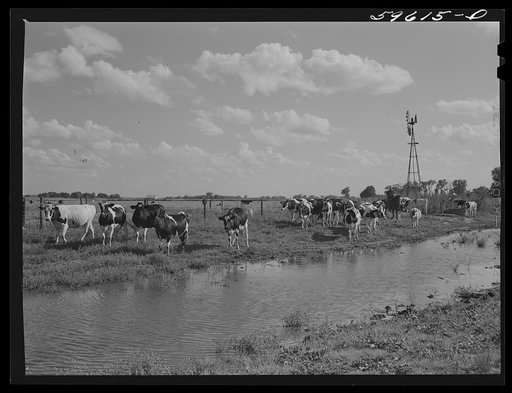 Untitled photo, possibly related to: Cows by the windmill and water hole being driven to the barn to be milked. Two Rivers Non-Stock Cooperative, a FSA (Farm Security Administration) co-op at Waterloo, Nebraska (see 59454-D)