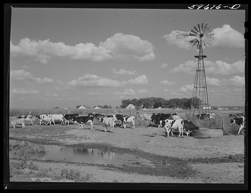 Cows by the windmill and water hole being driven to the barn to be milked. Two Rivers Non-Stock Cooperative, a FSA (Farm Security Administration) co-op at Waterloo, Nebraska (see 59454-D)