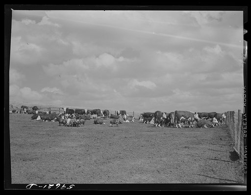 Untitled photo, possibly related to: Hereford steers in feedlot on Tom Reed farm. They are fattened and ready for market. Mr. Reed said that all of the trees in the background had been planted by farmers and ranchers not very long ago as wind breakers. His mother told him that when his father first 