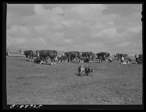 Untitled photo, possibly related to: Hereford steers in feedlot on Tom Reed farm. They are fattened and ready for market. Mr. Reed said that all of the trees in the background had been planted by farmers and ranchers not very long ago as wind breakers. His mother told him that when his father first 