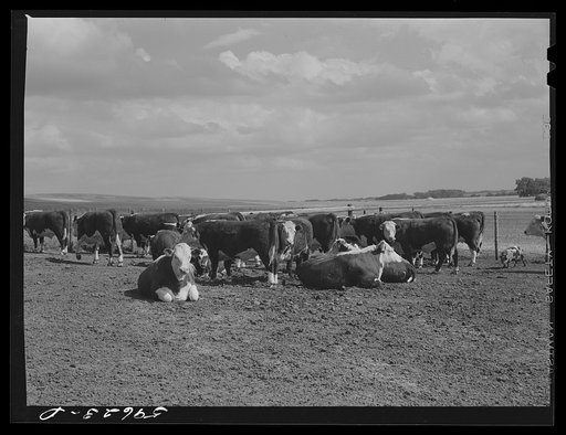 Untitled photo, possibly related to: Hereford steers in feedlot on Tom Reed farm. They are fattened and ready for market. Mr. Reed said that all of the trees in the background had been planted by farmers and ranchers not very long ago as wind breakers. His mother told him that when his father first 