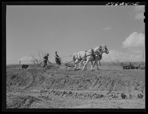 Hired help building a dam for a reservoir to water cattle and livestock on Tom Reed farm. Lexington, Nebraska