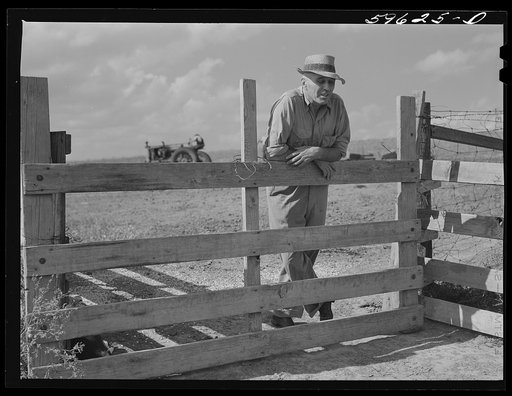 Untitled photo, possibly related to: Tom Reed, hog and cattle farmer, whose father came from Iowa fifty years ago to this farm near Lexington, Nebraska
