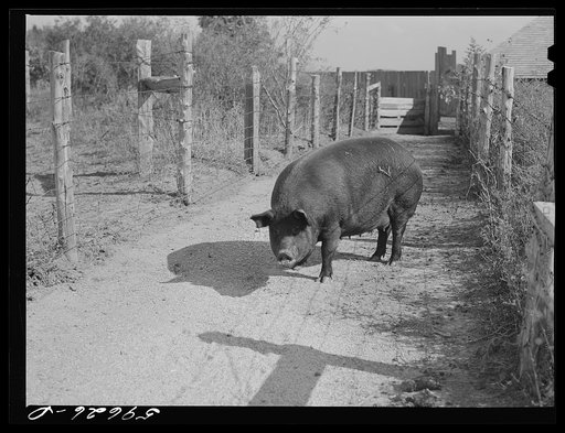 One of the sows bred and raised on Tom Reed farm. They have about 300 hogs, all raised there. Mr. Reed said they had not bought any hogs since his father first came to this place about fifty years ago. He says, "I like hogs. I'm more a hog farmer than a cattle rancher, I guess, even though I have a 