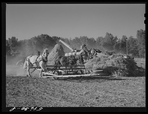 Untitled photo, possibly related to: Threshing beans in the North Platte River Valley, Nebraska