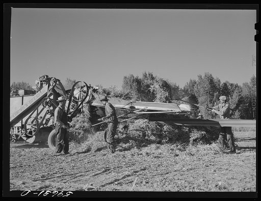 Threshing beans in the North Platte River Valley, Nebraska