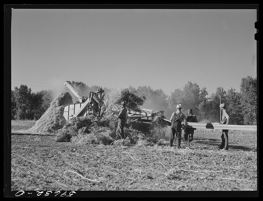 Threshing beans in the North Platte River Valley, Nebraska
