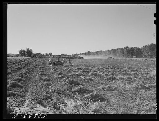 Threshing beans in the North Platte River Valley, Nebraska