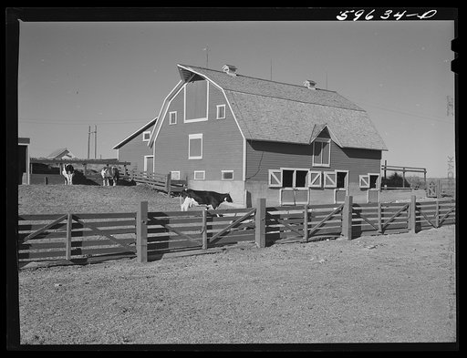 Dairy cattle and stock barn on farm near Lexington, Nebraska