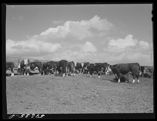 Hereford steers in feedlot on Tom Reed farm. They are fattened and ready for market. Mr. Reed said that all of the trees in the background had been planted by farmers and ranchers not very long ago as wind breakers. His mother told him that when his father first brought her there from Iowa she used 